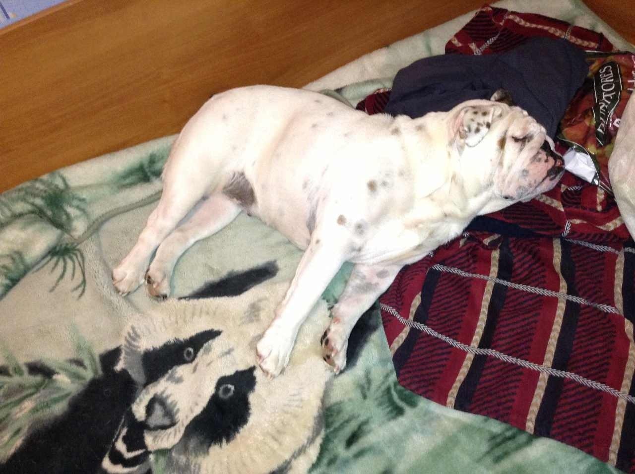 Собака спит