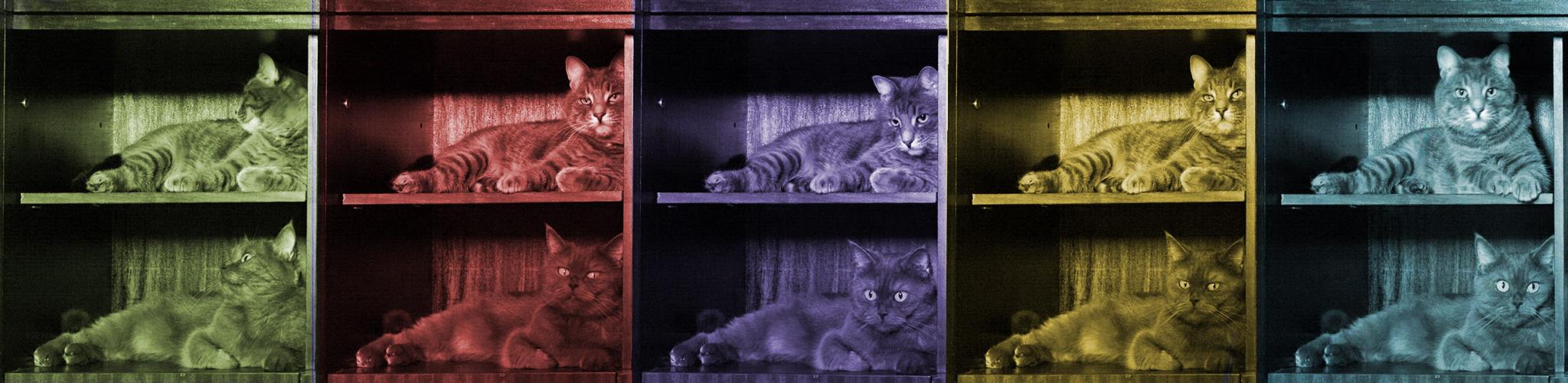 Кот и кошка