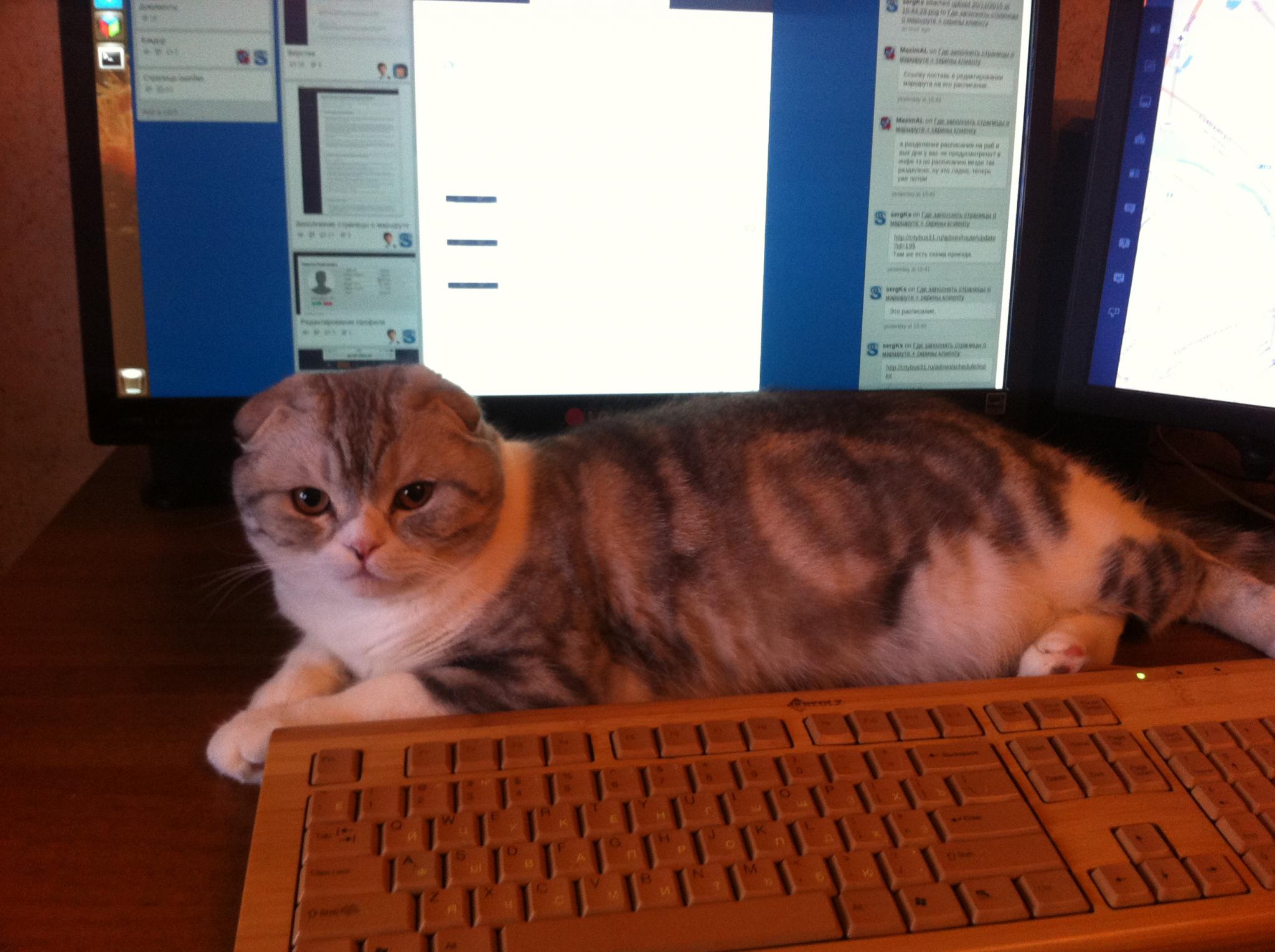 Кот Феня помогает Сергею программировать сайт городского транспорта